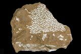 Ordovician Bryozoans (Chasmatopora) Plate - Estonia #73458-1